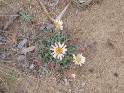 Desert Daisy, Townsendia sp.